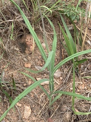Senecio bupleuroides