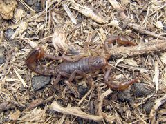 Hadruroides maculatus