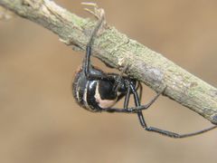 Latrodectus apicalis