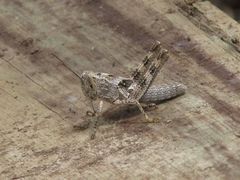 Schistocerca literosa
