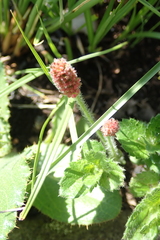 Acalypha glandulifolia