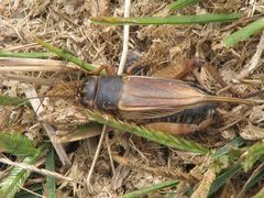 Gryllus abditus