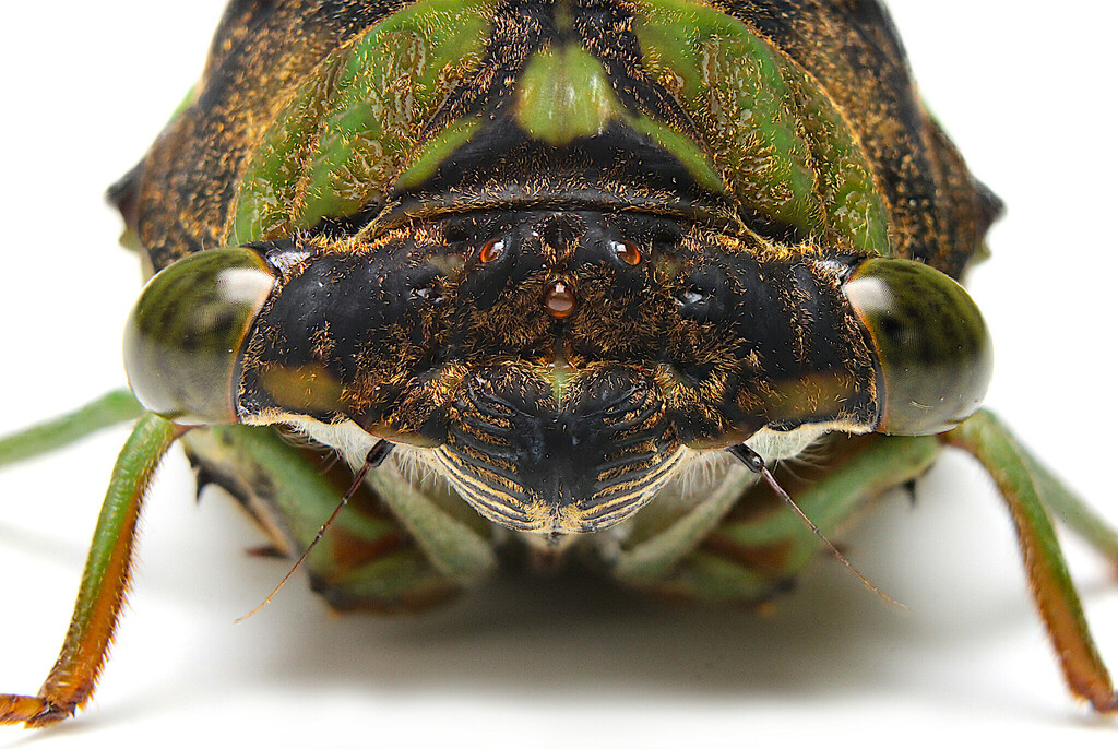 Black-back Cicada
