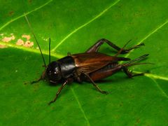 Gryllus isabela