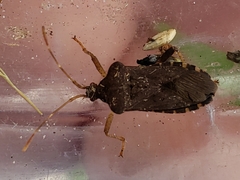 Anasa scorbutica
