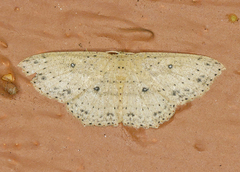 Cyclophora myrtaria
