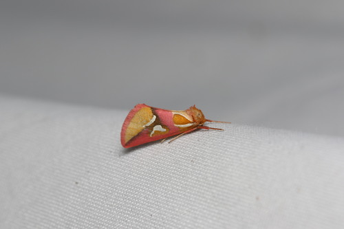 Axia margarita