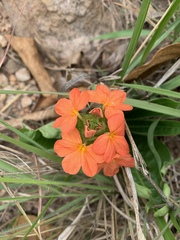 Crossandra greenstockii