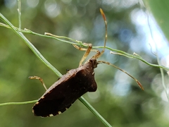 Anasa scorbutica