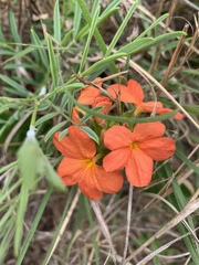 Crossandra greenstockii