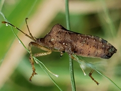 Anasa scorbutica