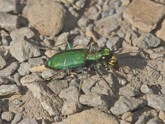 Cicindela longilabris