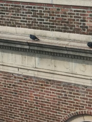 Columba livia