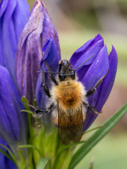 Bombus consobrinus