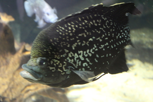 Marakely (Paratilapia polleni) — Cichlidae — 4