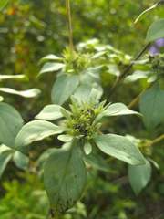 Pycnanthemum albescens