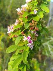 Lespedeza stuevei