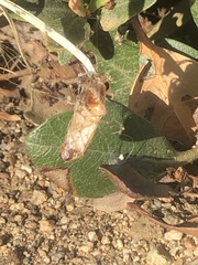 Blattodea