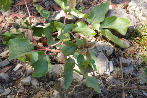 Paeonia corsica, photograph 4