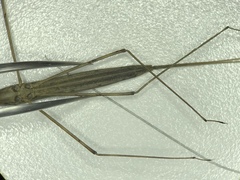 Ranatra australis