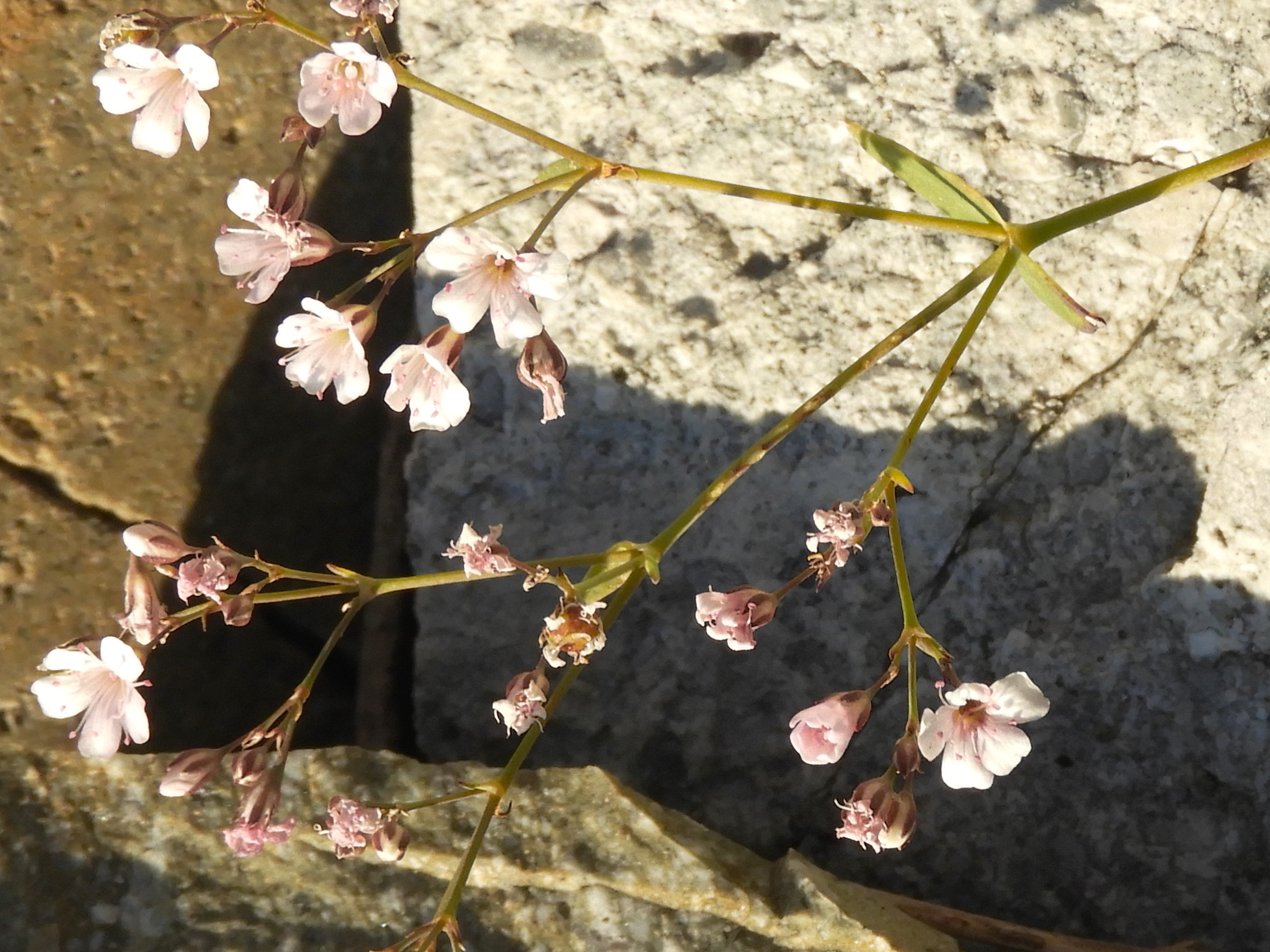 Gypsophila pacifica