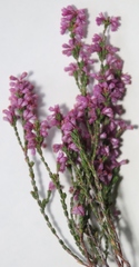 Erica gnaphaloides