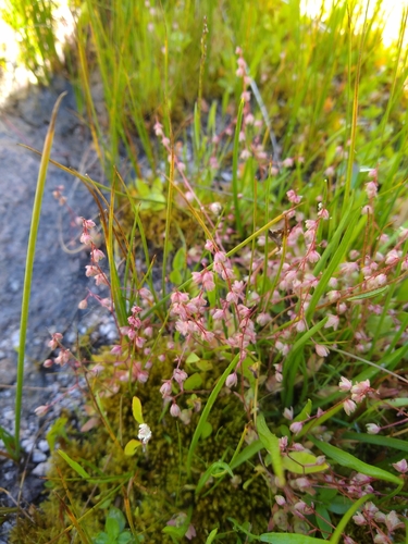 Bud Saxifrage (Micranthes bryophora)