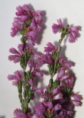 Erica gnaphaloides