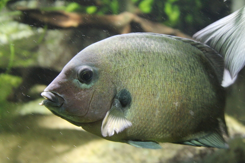 Damba (Paretroplus damii) — Cichlidae — 2