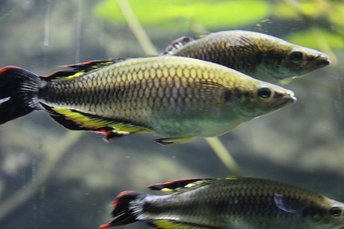 Zona (Bedotia madagascariensis) — Bedotiidae — 3