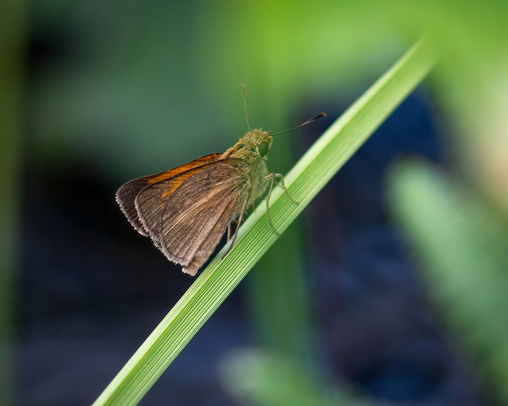 Aaron's Skipper