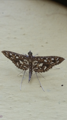 Nausinoe geometralis