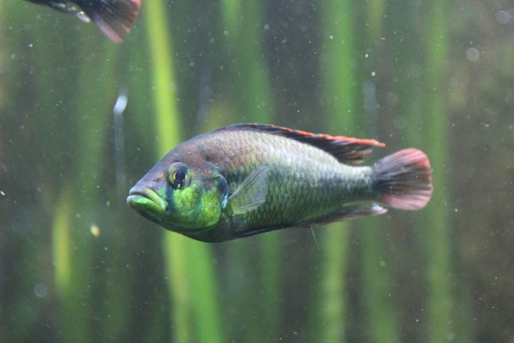Bronze haplochromis (Haplochromis aeneocolor) — Cichlidae