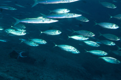 Selar crumenophthalmus
