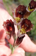 Gladiolus woodii