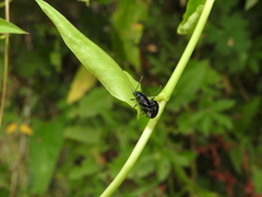 Macrohaltica transversa