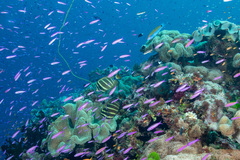 Luzonichthys waitei