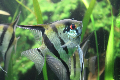 Altum angelfish (Pterophyllum altum) — Cichlidae — 4