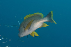 Lutjanus rivulatus