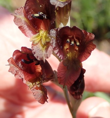 Gladiolus woodii