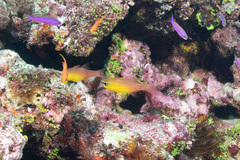 Ostorhinchus apogonoides