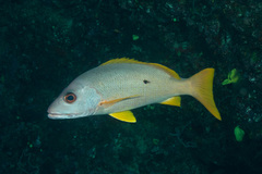 Lutjanus monostigma
