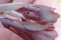 Gladiolus woodii