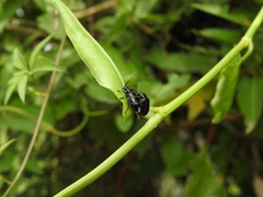 Macrohaltica transversa