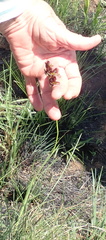 Gladiolus woodii