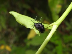 Macrohaltica transversa