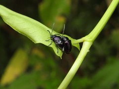 Macrohaltica transversa