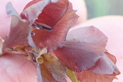 Gladiolus woodii