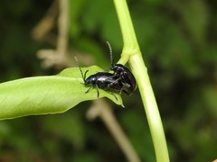 Macrohaltica transversa