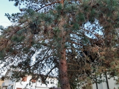 Pinus